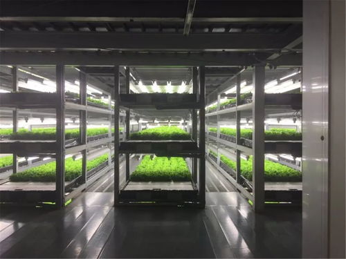 淳恩植物工场 生物科技与可持续发展融合的未来农业模式