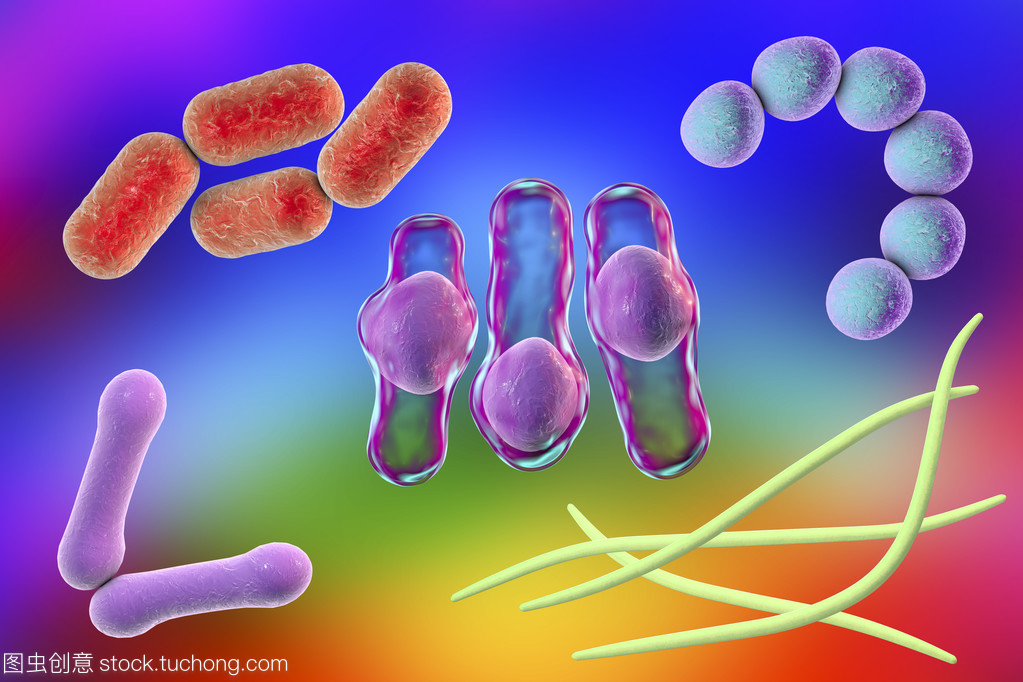 微生物的形态多样性 从球菌到螺旋菌的生命奇迹