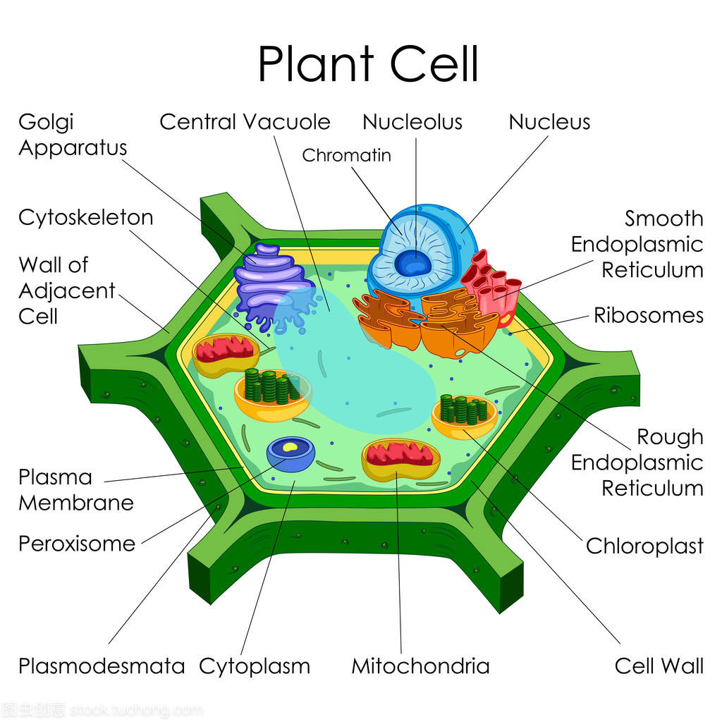 探秘植物细胞 教育的生物学视角