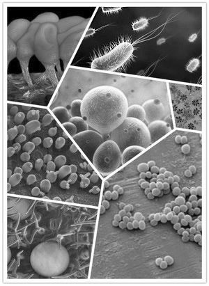 微生物探究 拒绝“盲人摸象”的科学探索